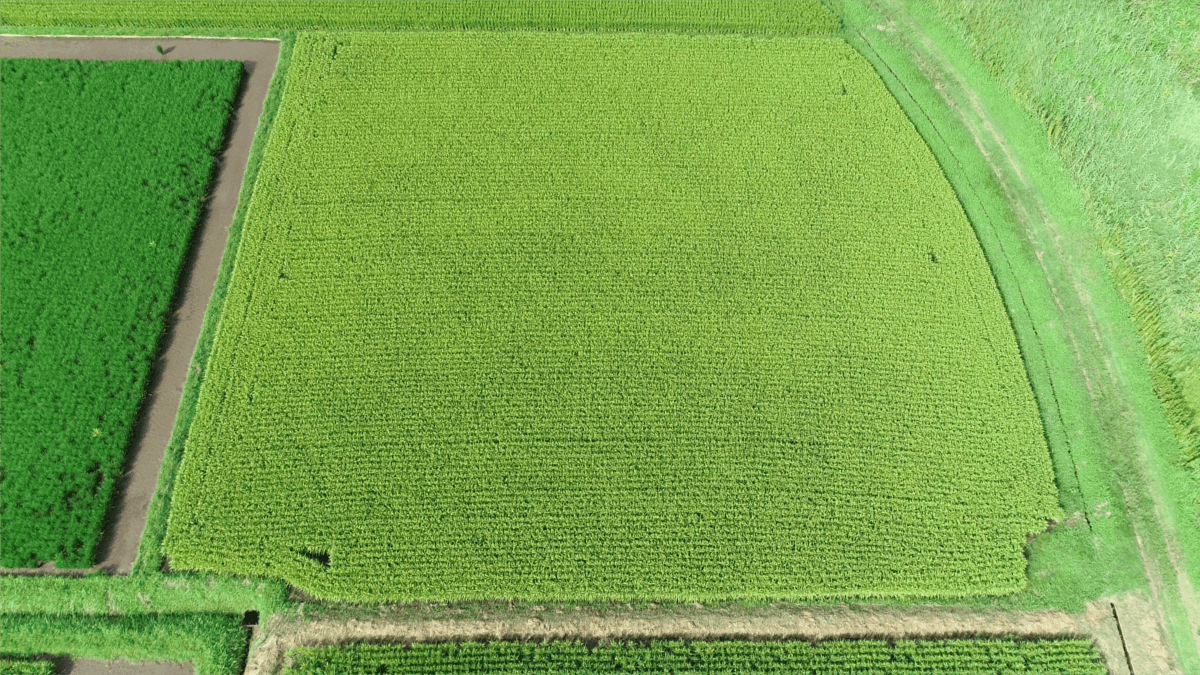 宮崎県農薬散布ドローンによるほ場画像
